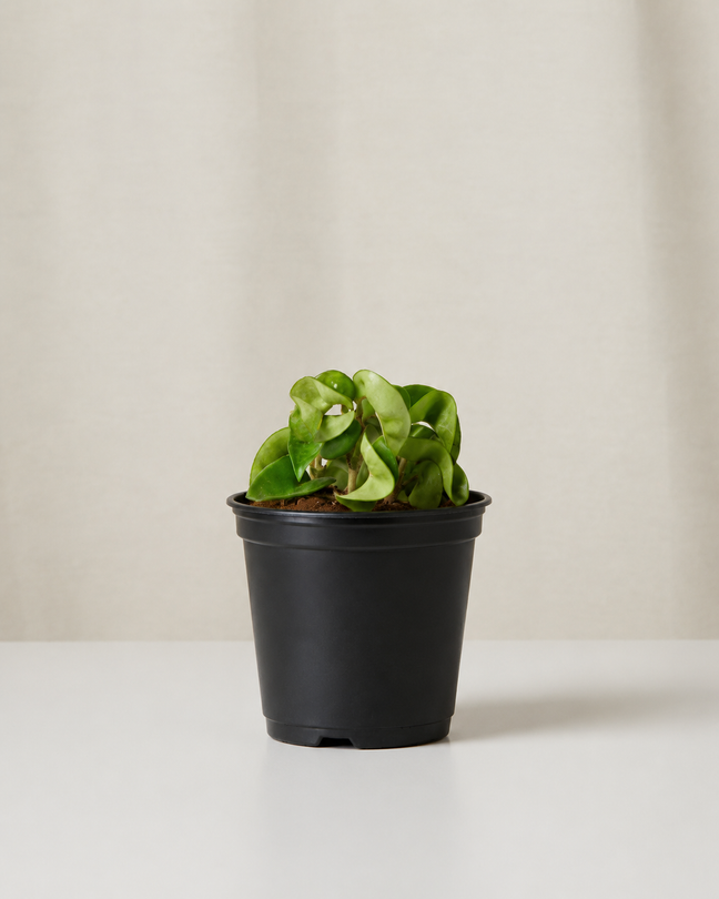 Product image of Hoya Compacta in Default Title