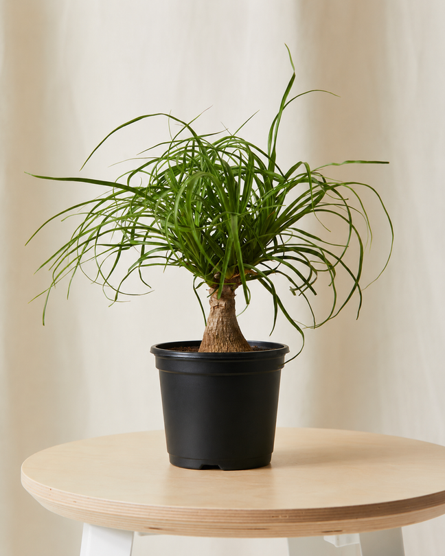 Product image of Mini Ponytail Palm in Default Title