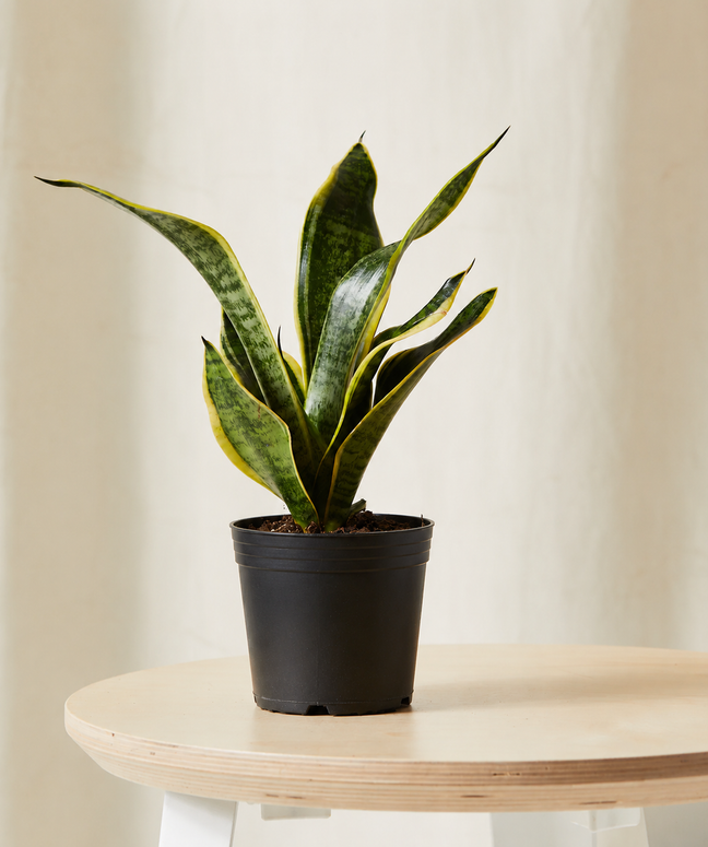 Product image of Snake Plant in Default Title