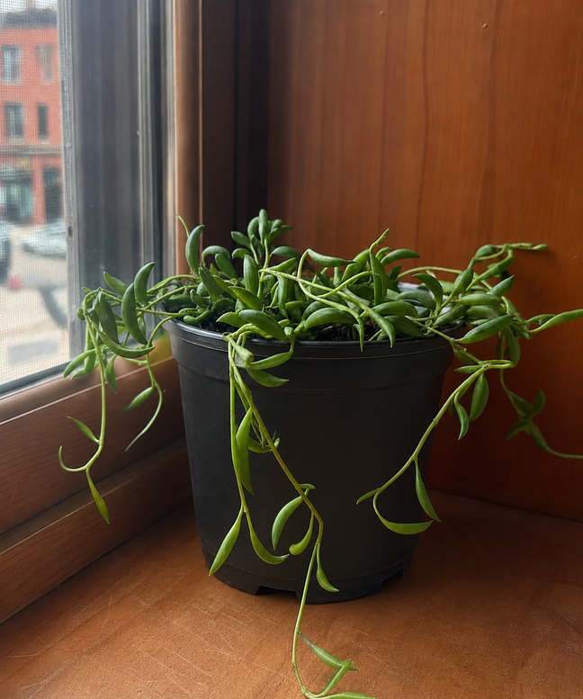 Product image of String of Bananas in Default Title