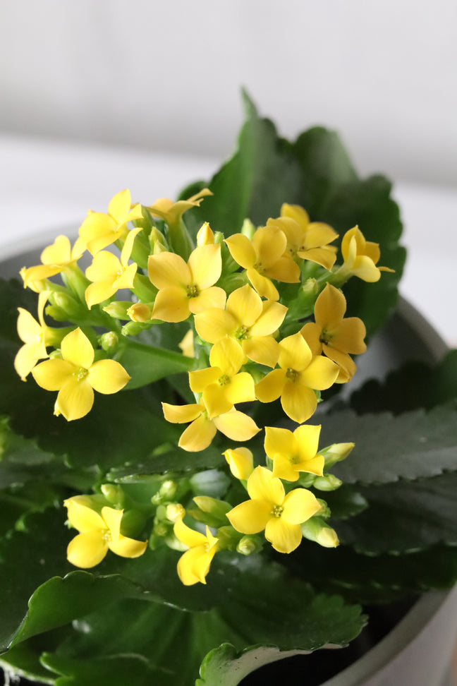 Product image of Kalanchoe Plant in Yellow