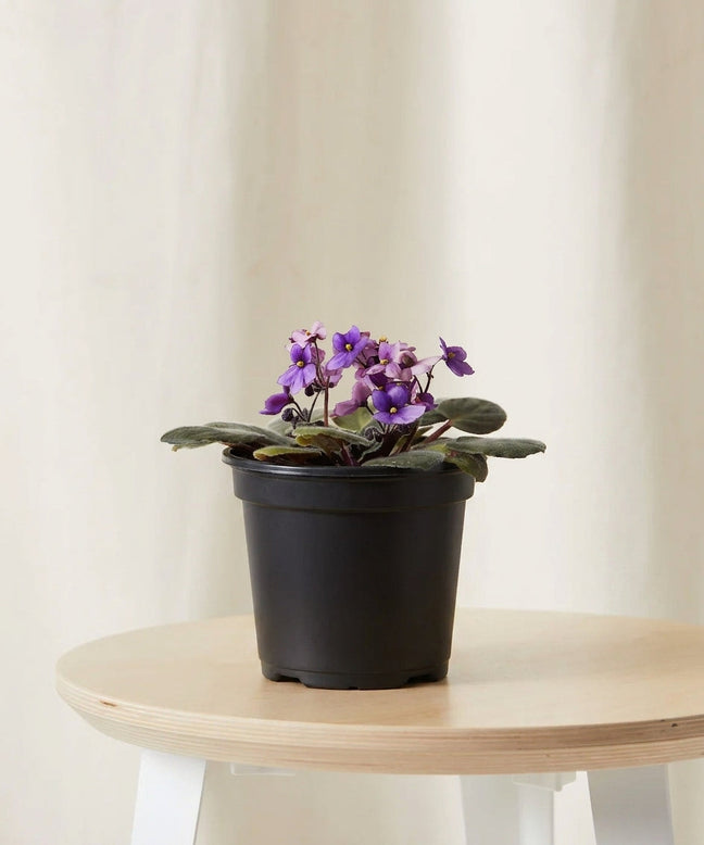 Product image of Purple African Violet in Default Title