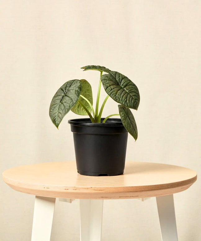 Product image of Alocasia Melo in Default Title