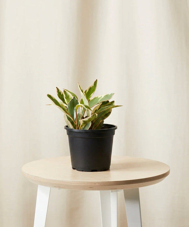 Product image of Peperomia Ginny in Default Title