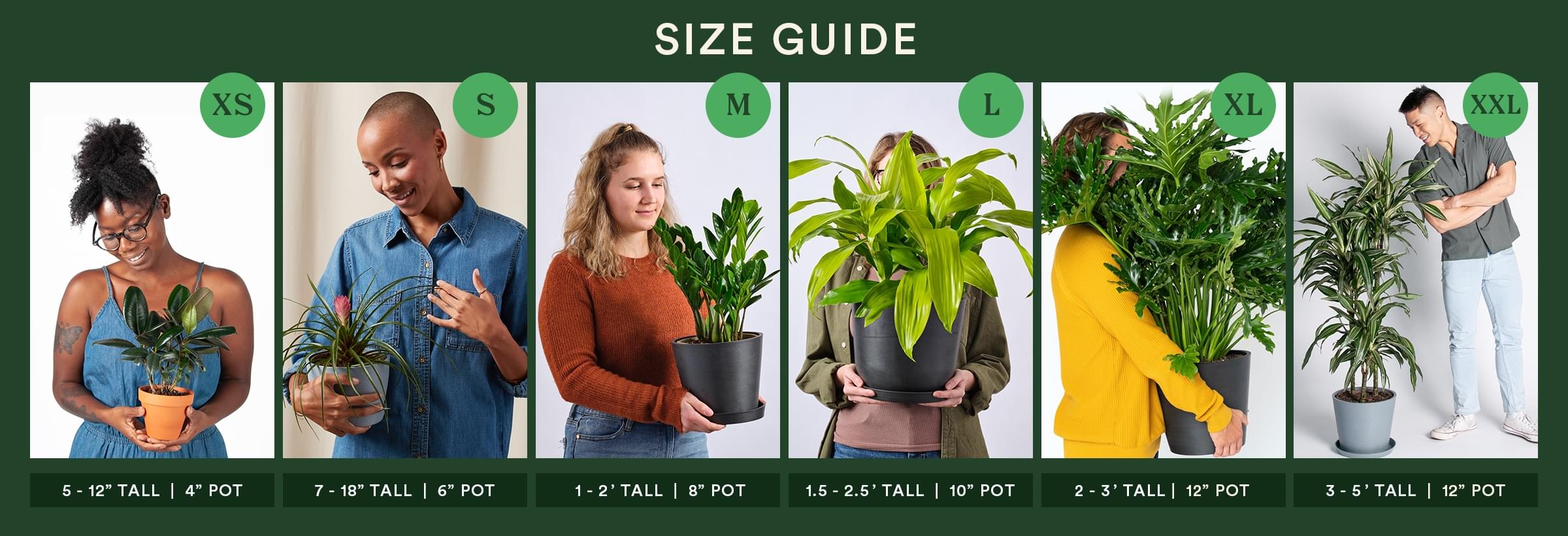 Sizes of Bloomscape plants can be seen on individual product pages.