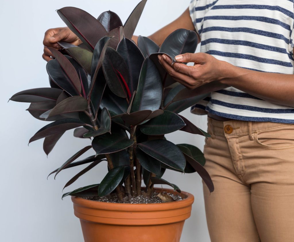 plants that clean the air burgundy rubber tree