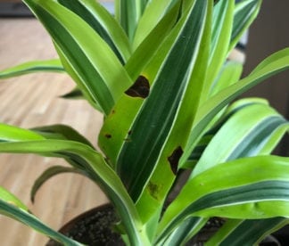 Houseplant Care: Brown spots on my Dracaena?