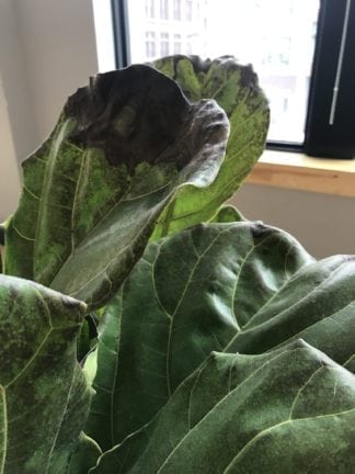 what's wrong with my Fiddle Leaf Fig