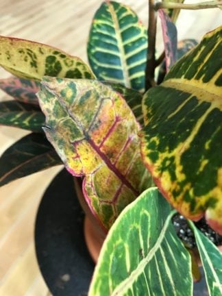 What's Wrong with My Croton Petra?