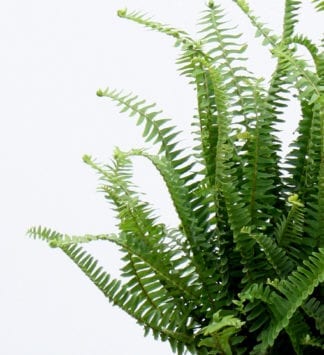 Plant Mom's Tips: Boston Fern Care