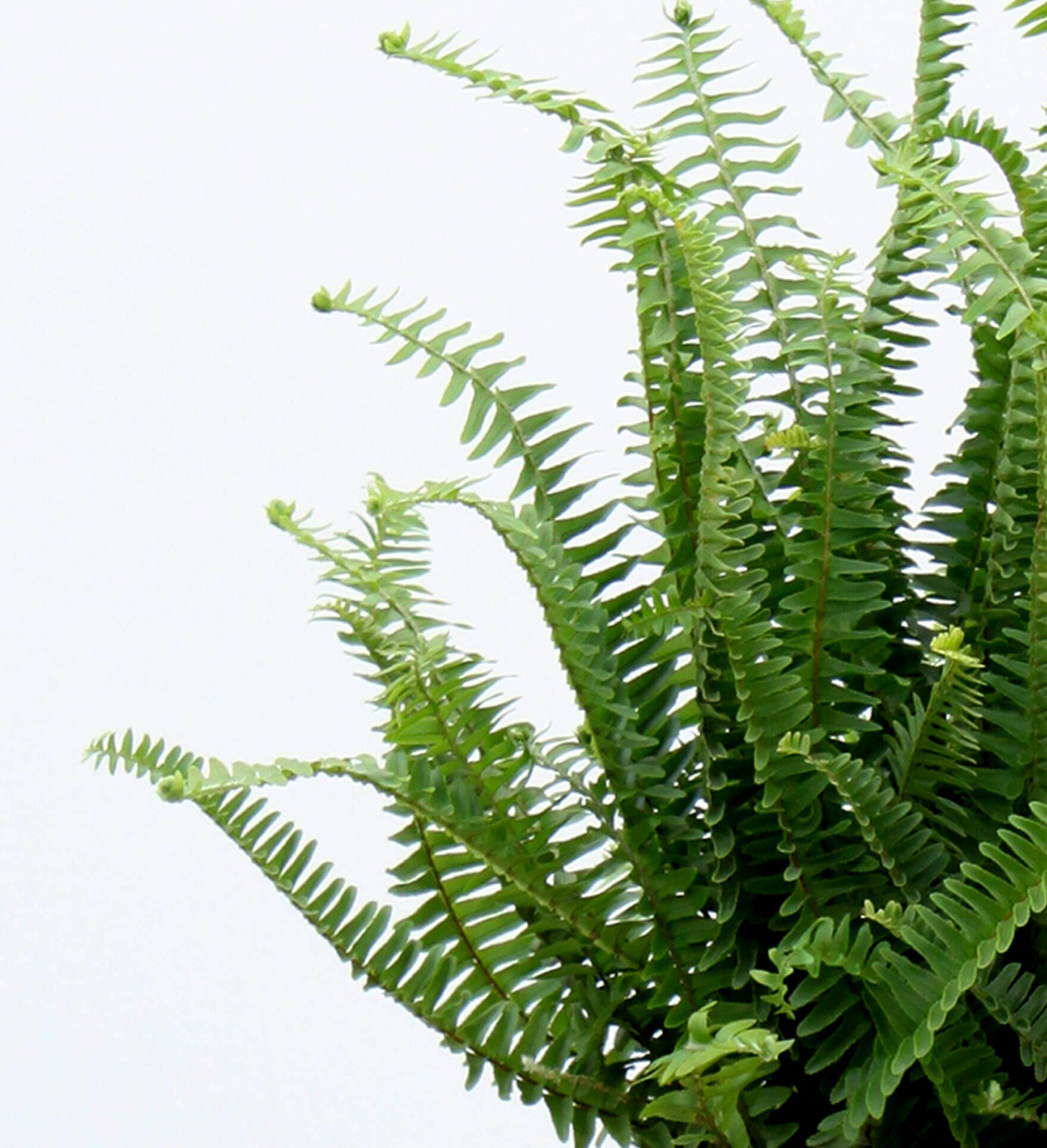 Plant Mom's Tips: Boston Fern Care