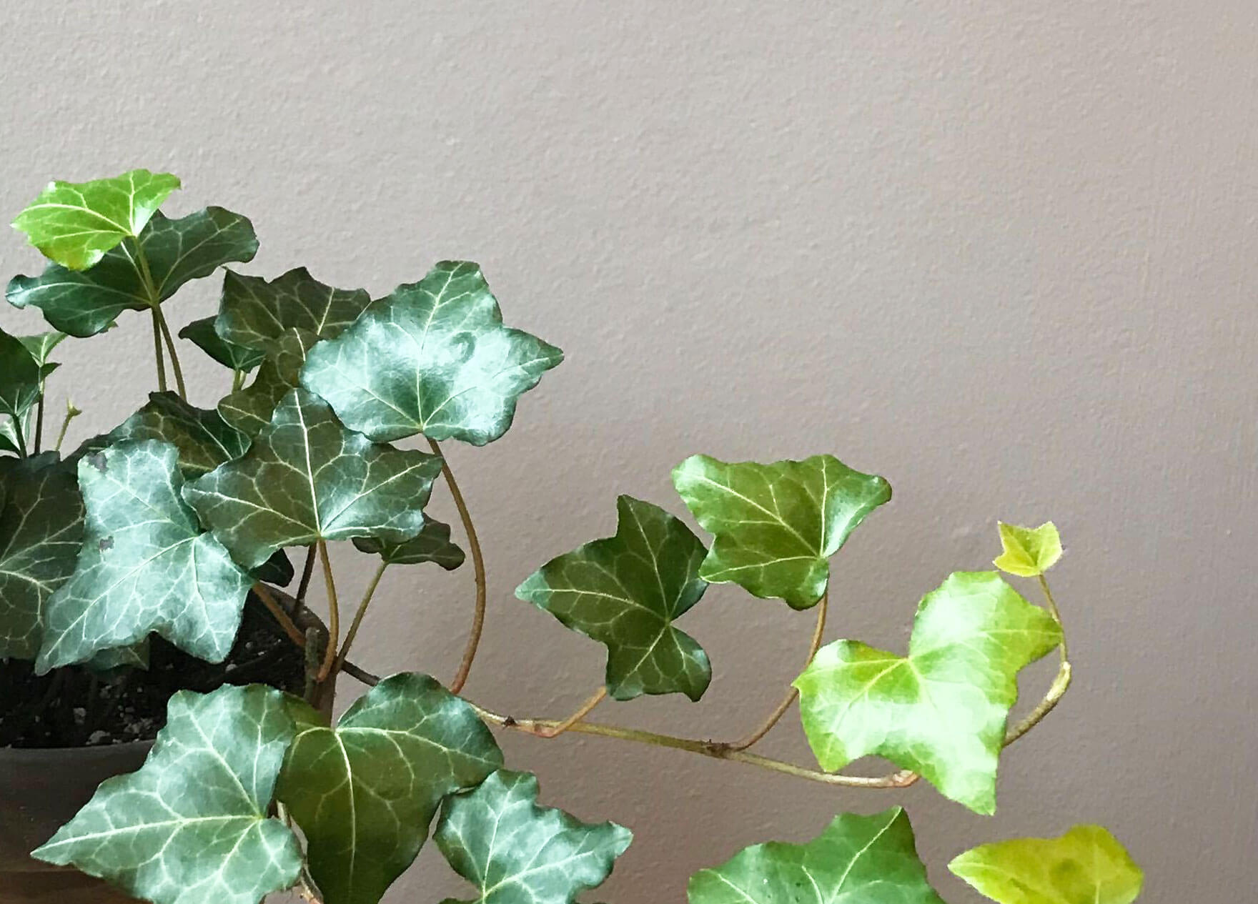 Buy Bloomscape Ivy Indoor Plant