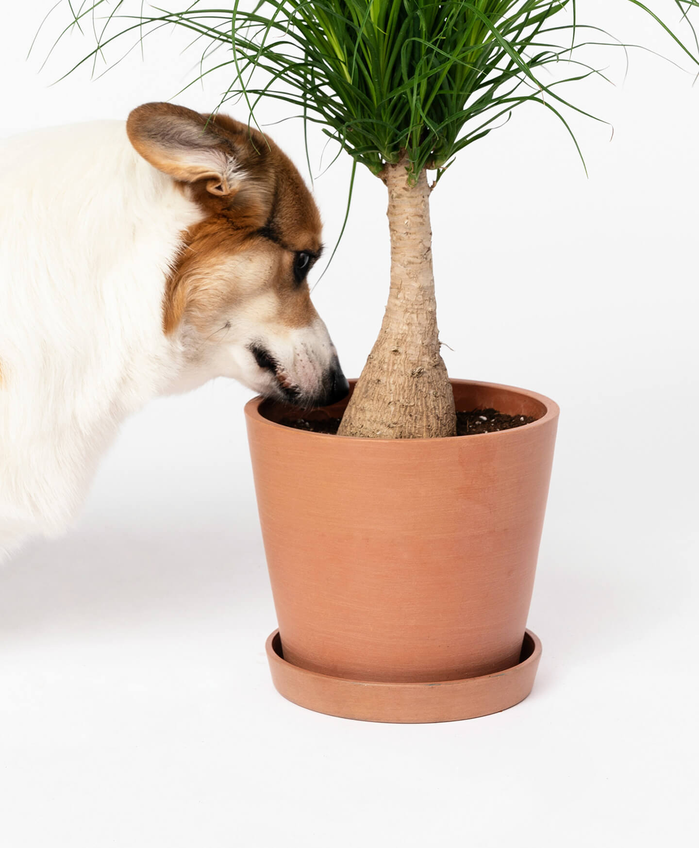 Just the Pot Bloomscape Ecopots Just the Pot Bloomscape Ecopots