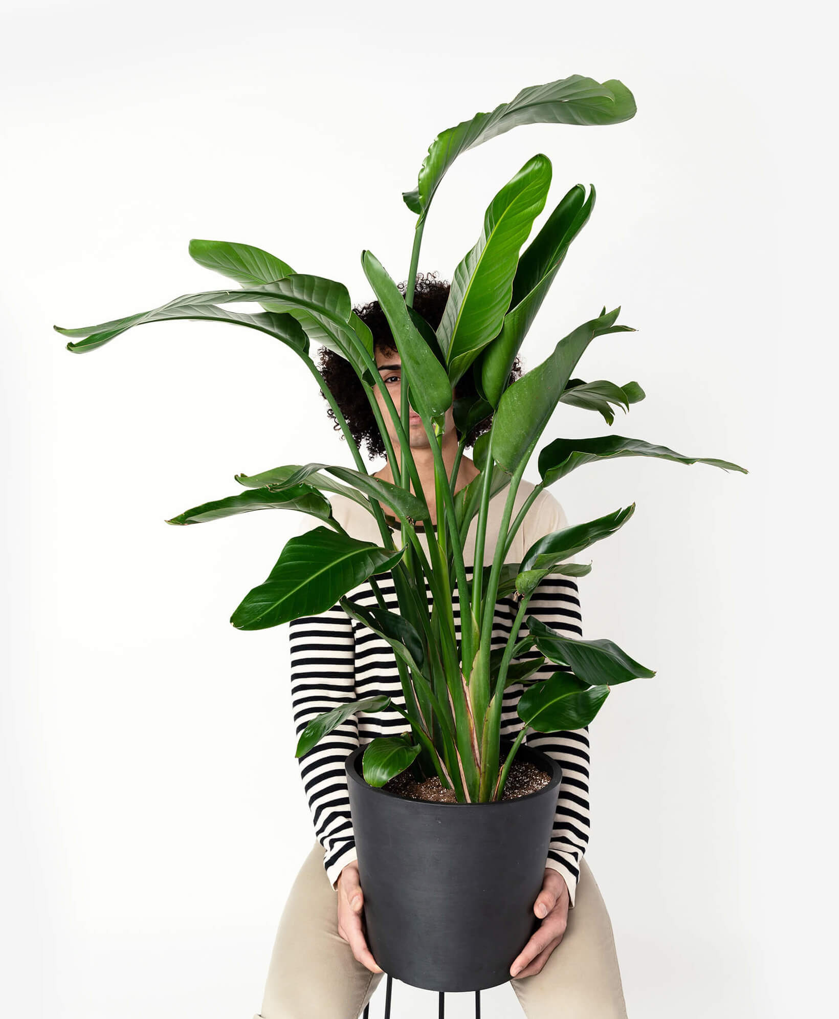 Buy Potted Bloomscape Bird of Paradise Indoor Plant Buy Potted Bloomscape Bird of Paradise Indoor Plant