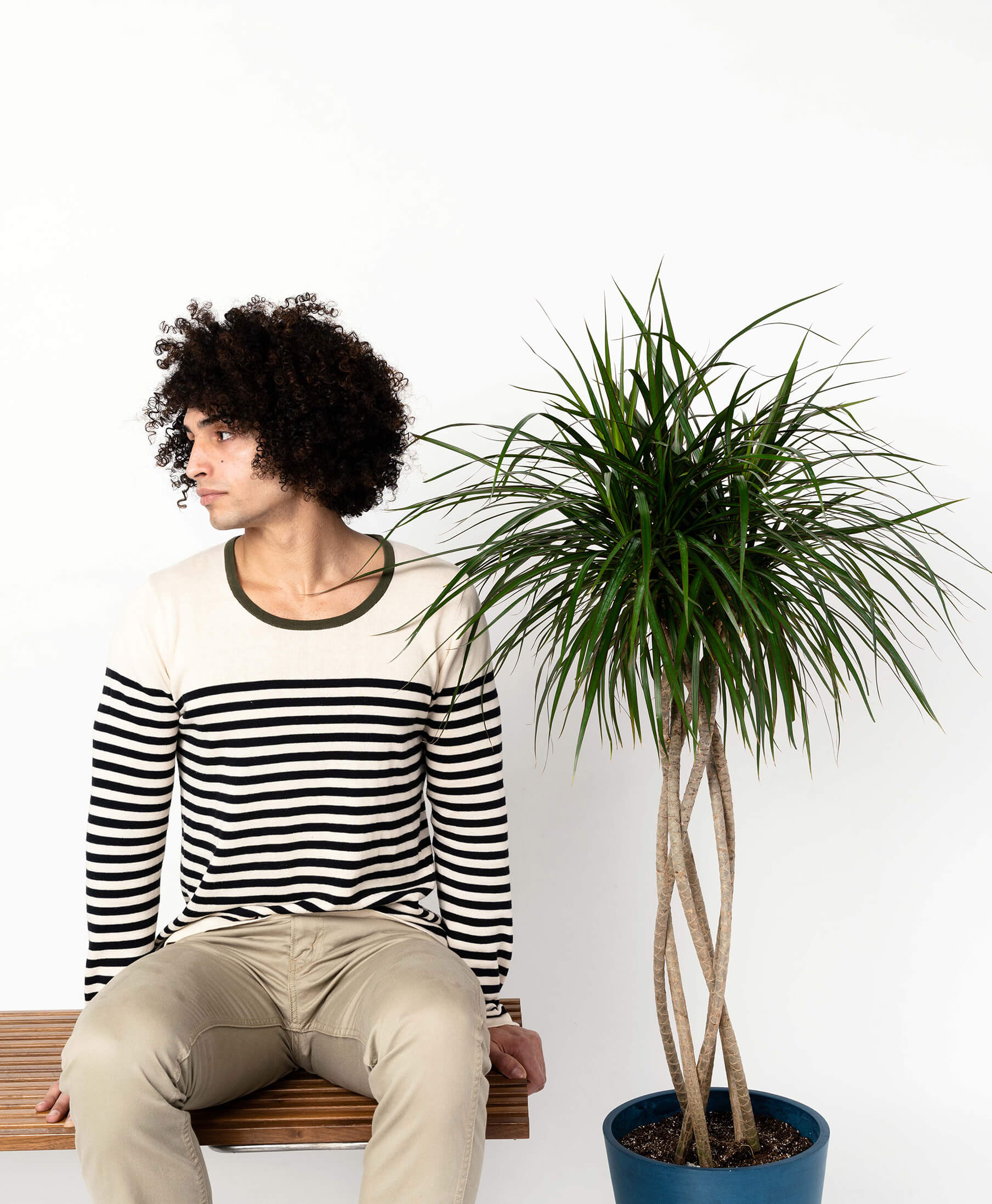 Buy Potted Bloomscape Dracaena Marginata Open Weave Indoor Plant Buy Potted Bloomscape Dracaena Marginata Open Weave Indoor Plant