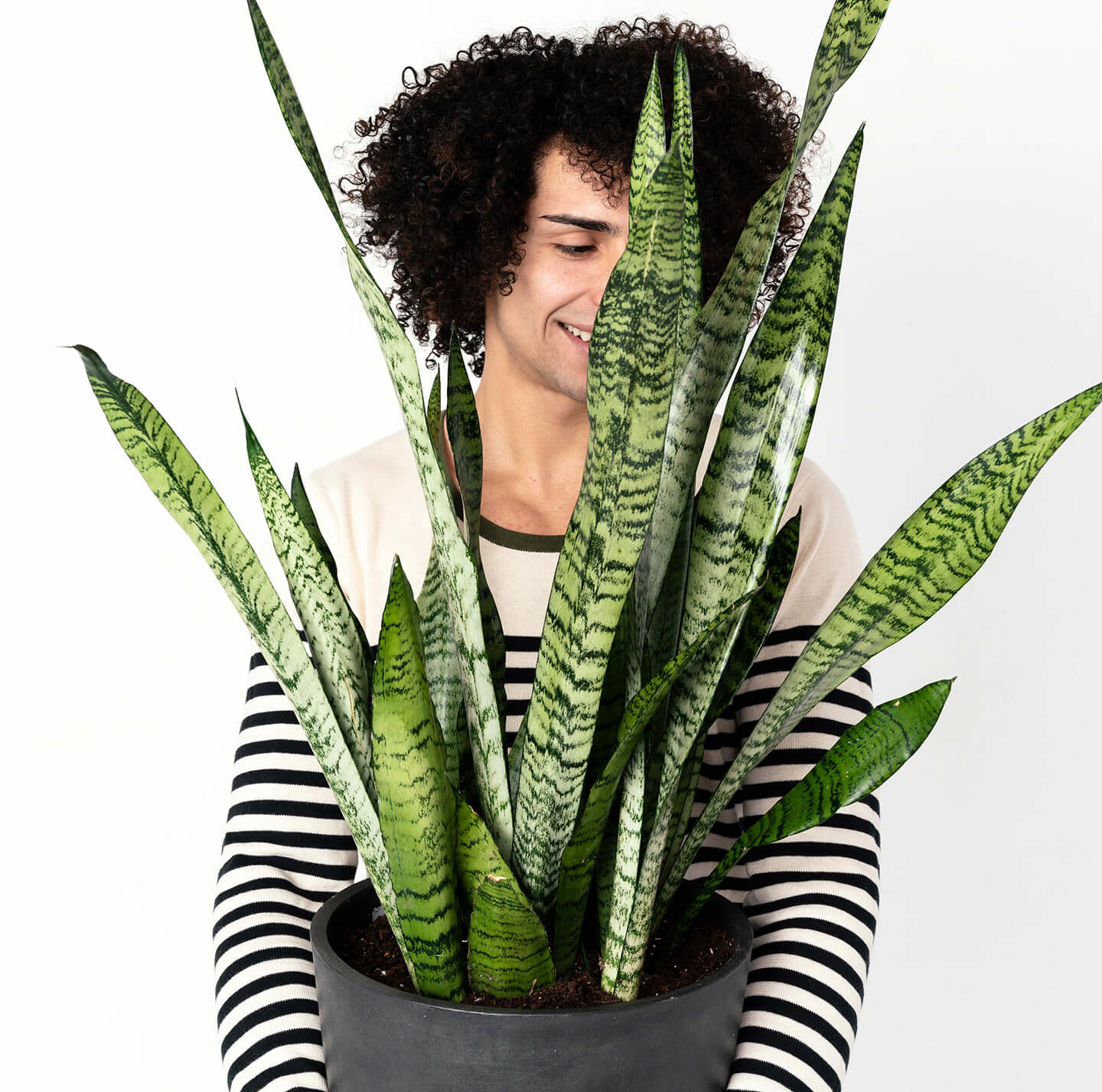 Buy Potted Bloomscape Sansevieria Buy Potted Bloomscape Sansevieria