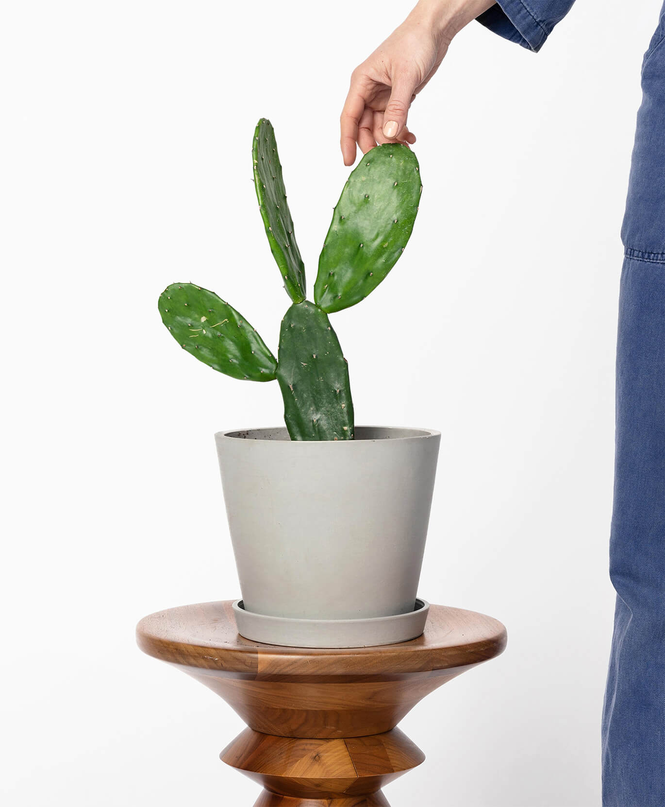 bloomscape_people+plants_prickly-pear-cactus Buy Potted Bloomscape Prickly Pear Cactus Indoor Plant