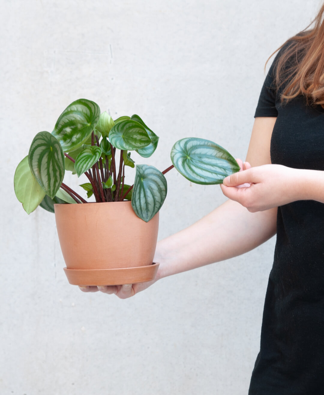 How to Care for a Watermelon Peperomia | Bloomscape