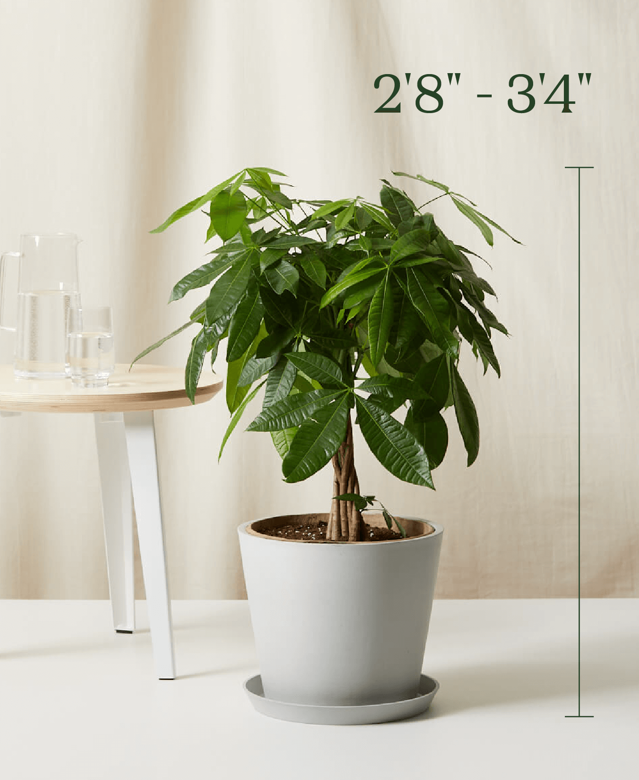 plants-sizes_Money-Tree_STONE