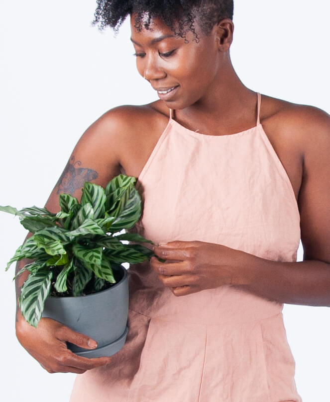 Buy Potted Calathea Freddie Plant Buy Potted Calathea Freddie Plant