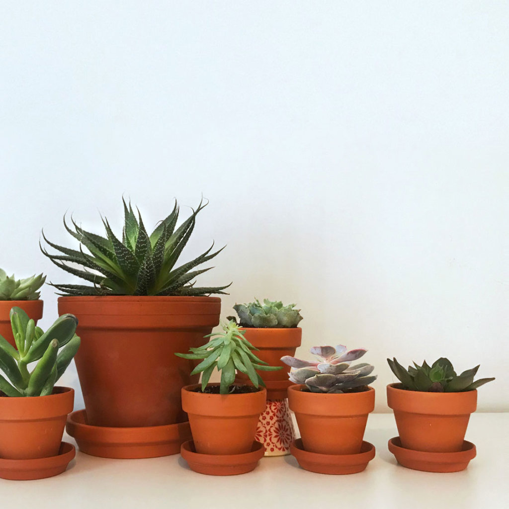 Plant Care Tips For Healthy Indoor Succulents | Bloomscape