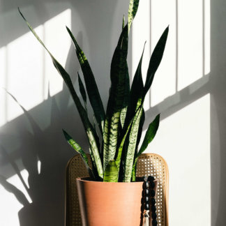 Snake Plants: The Allergy-Reducing, Air-Purifying Wonder | Bloomscape