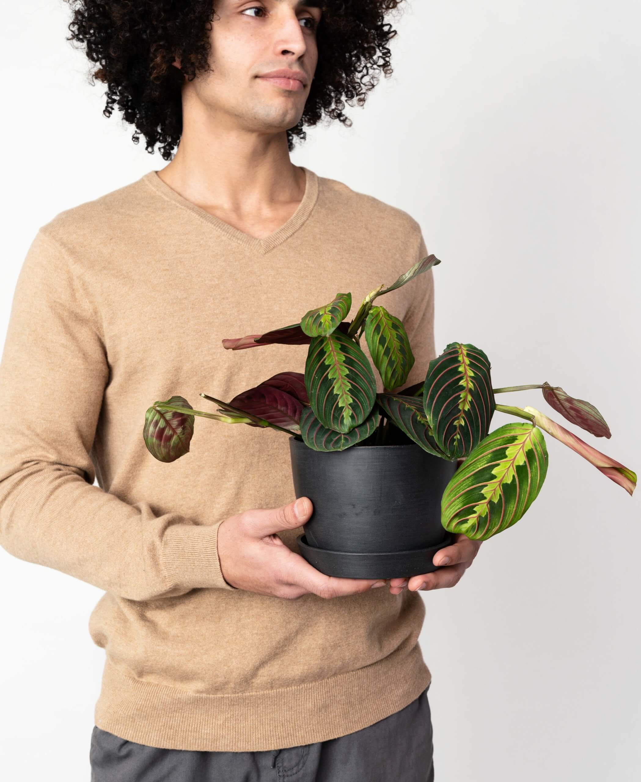 plant image