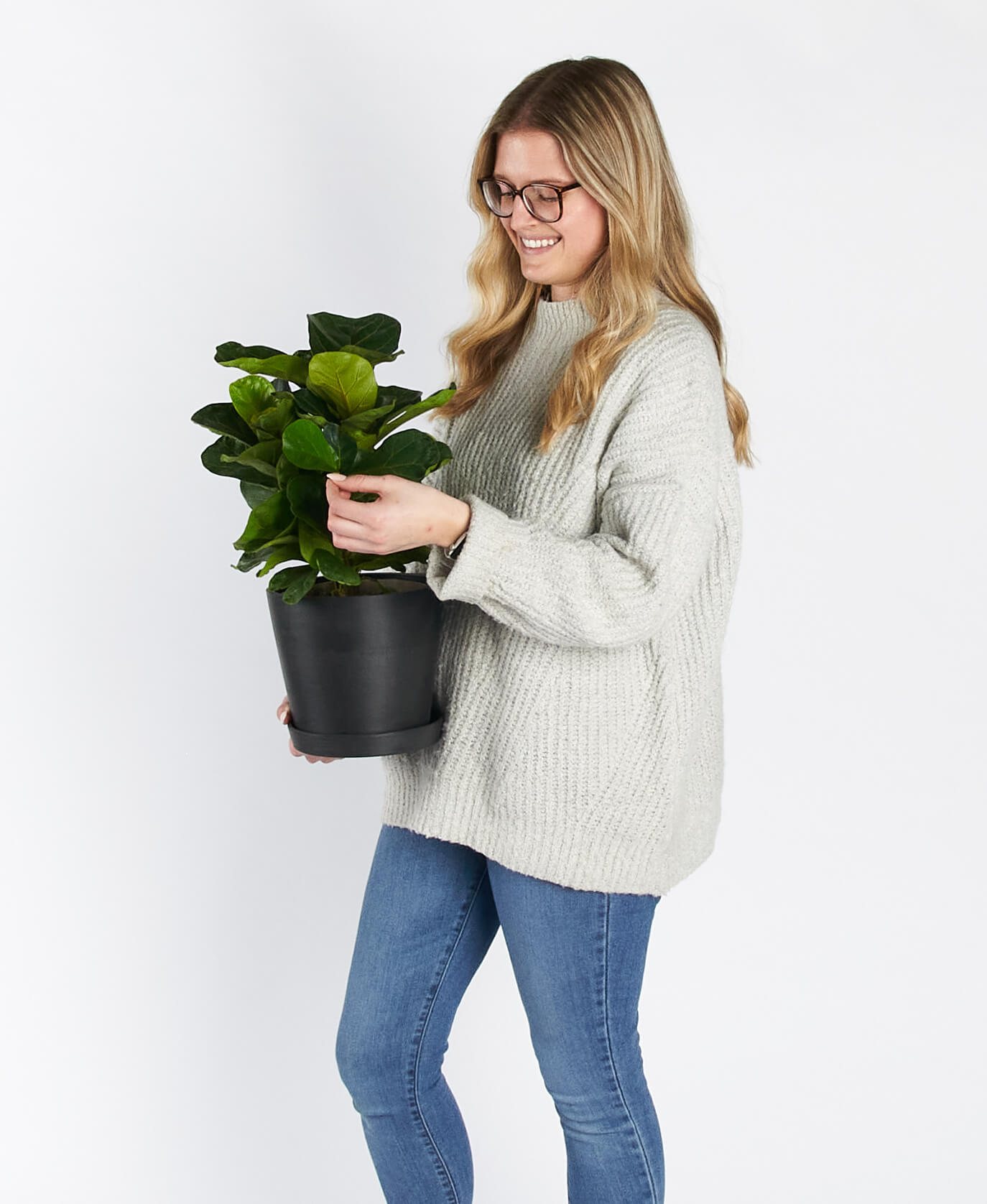 Buy Bloomscape Potted Ficus Little Fiddle Buy Bloomscape Potted Ficus Little Fiddle