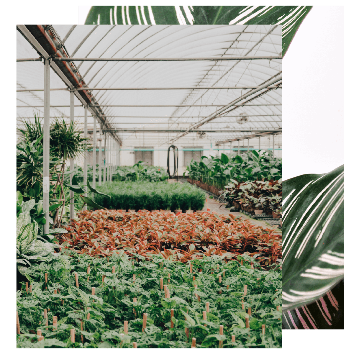 Fully Grown & Healthy