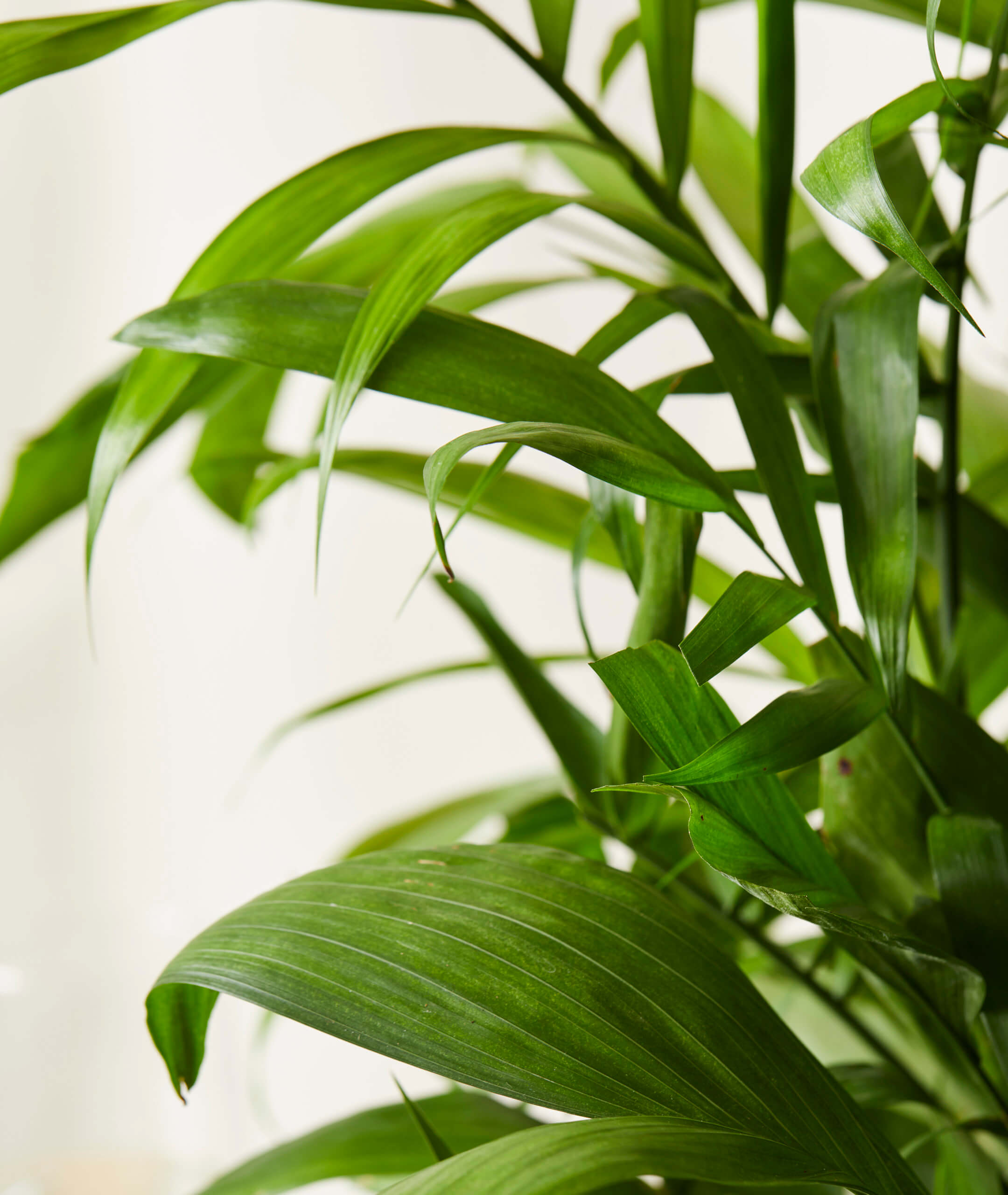 bloomscape_bamboo-palm_xl_detail_V2