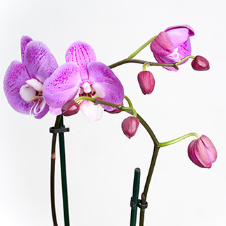 Orchid