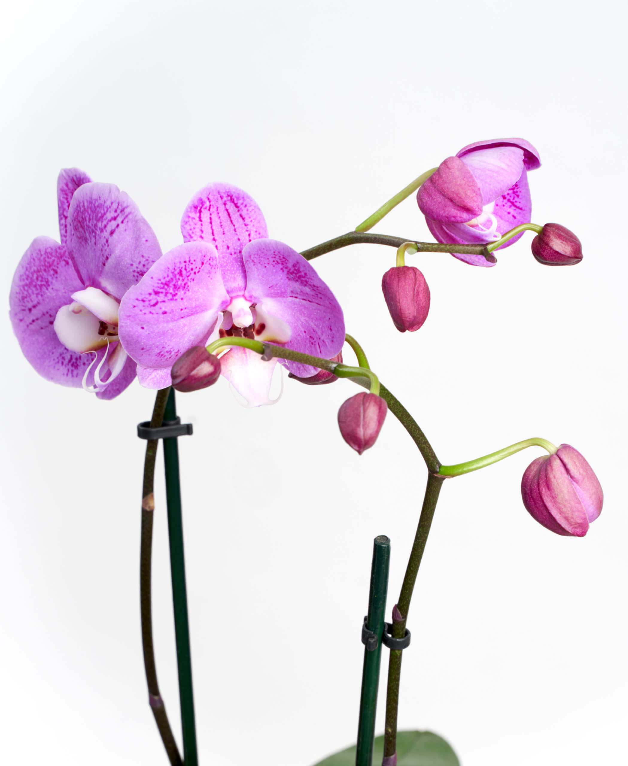 Image of species