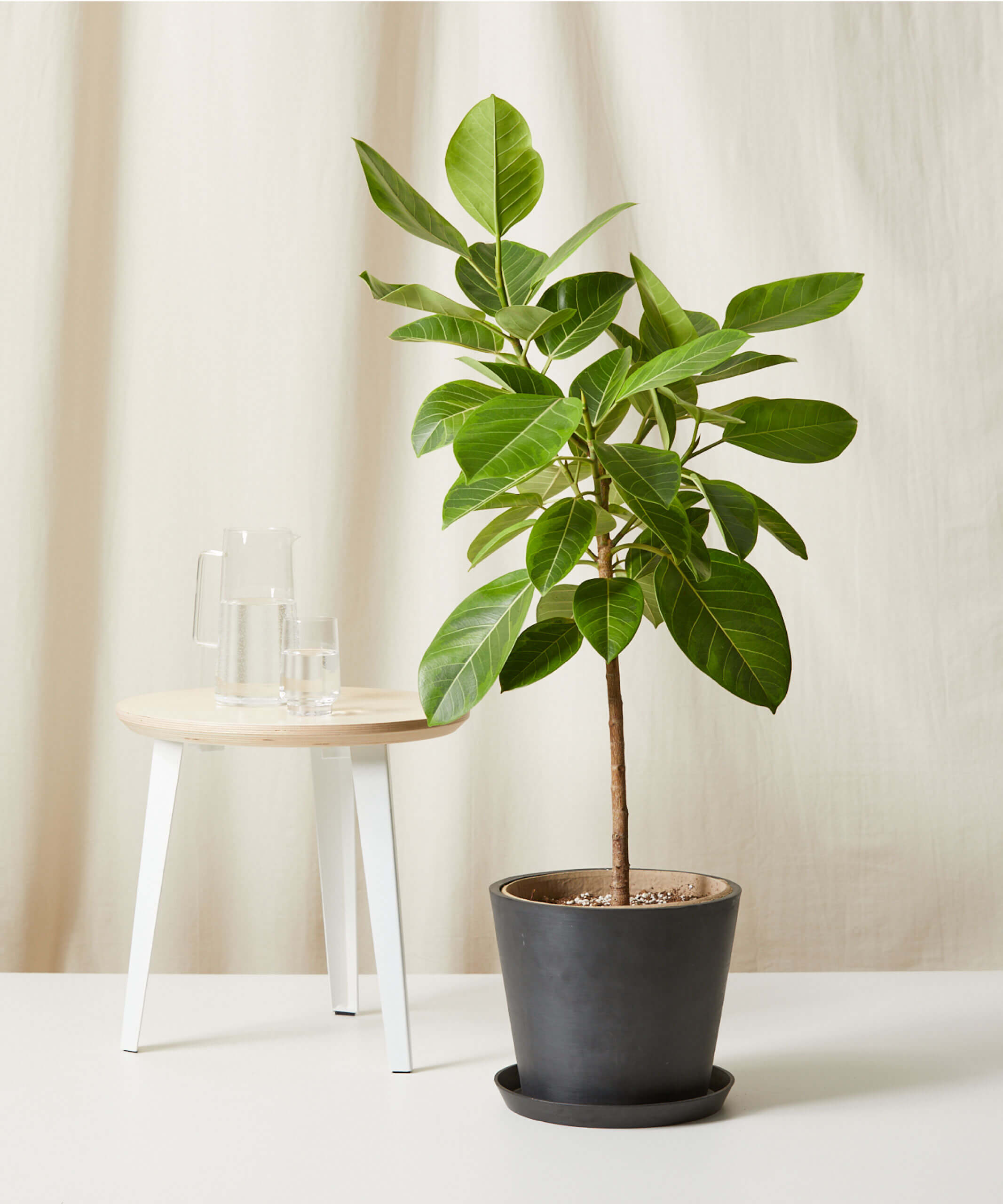 Buy Bloomscape Potted Ficus Altissima