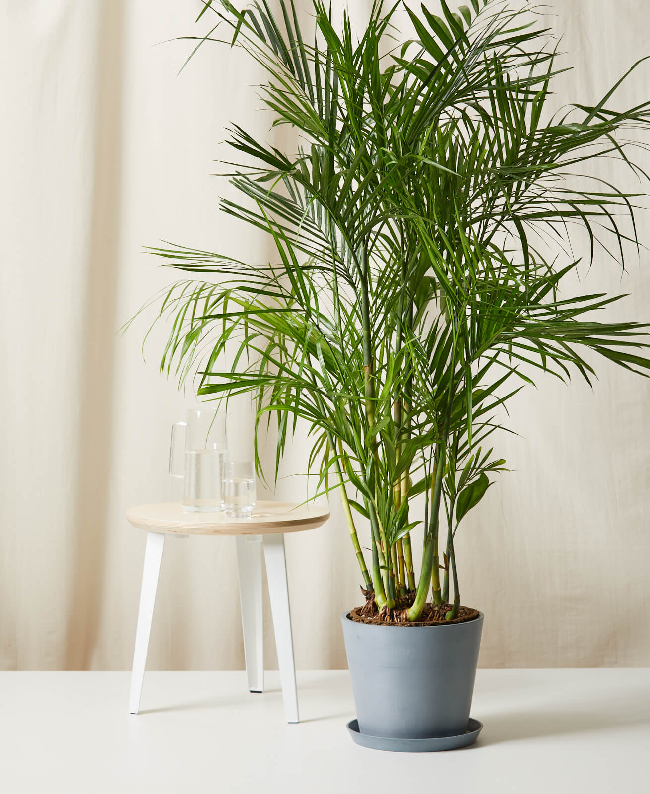 Buy Bloomscape Potted Bamboo Palm