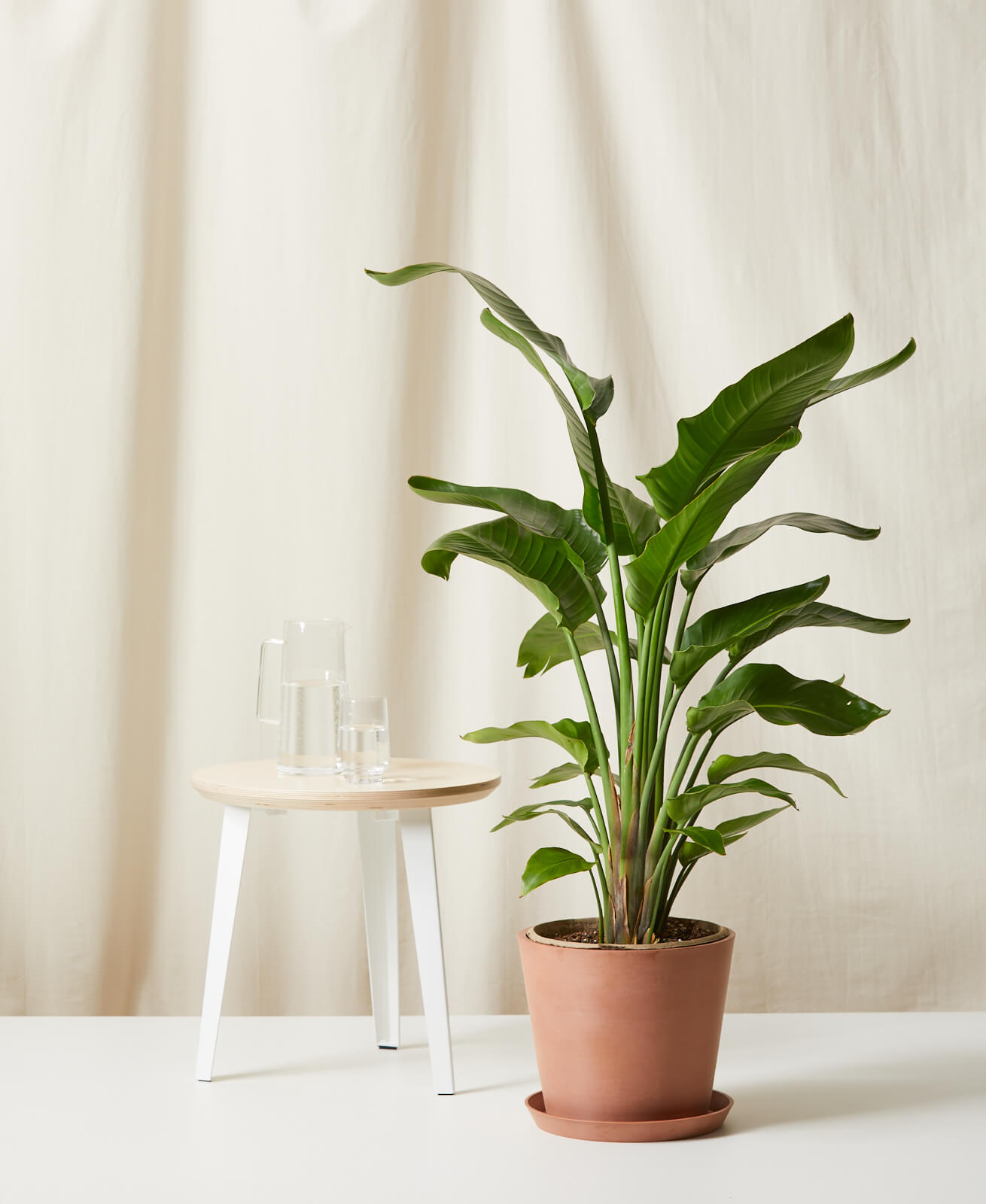 bloomscape_bird-of-paradise_clay