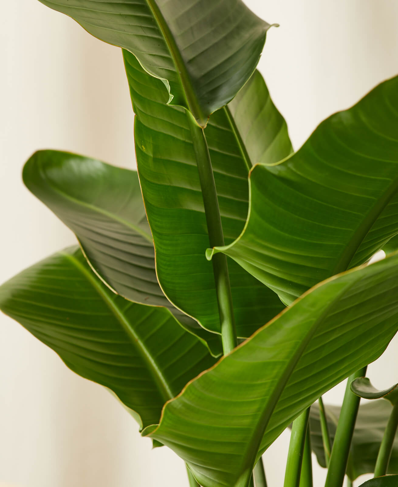 bloomscape_bird-of-paradise_detail