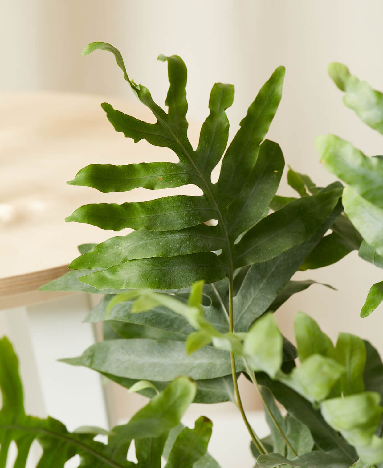 Buy Bloomscape Potted Blue Star Footed Fern Buy Bloomscape Potted Blue Star Footed Fern