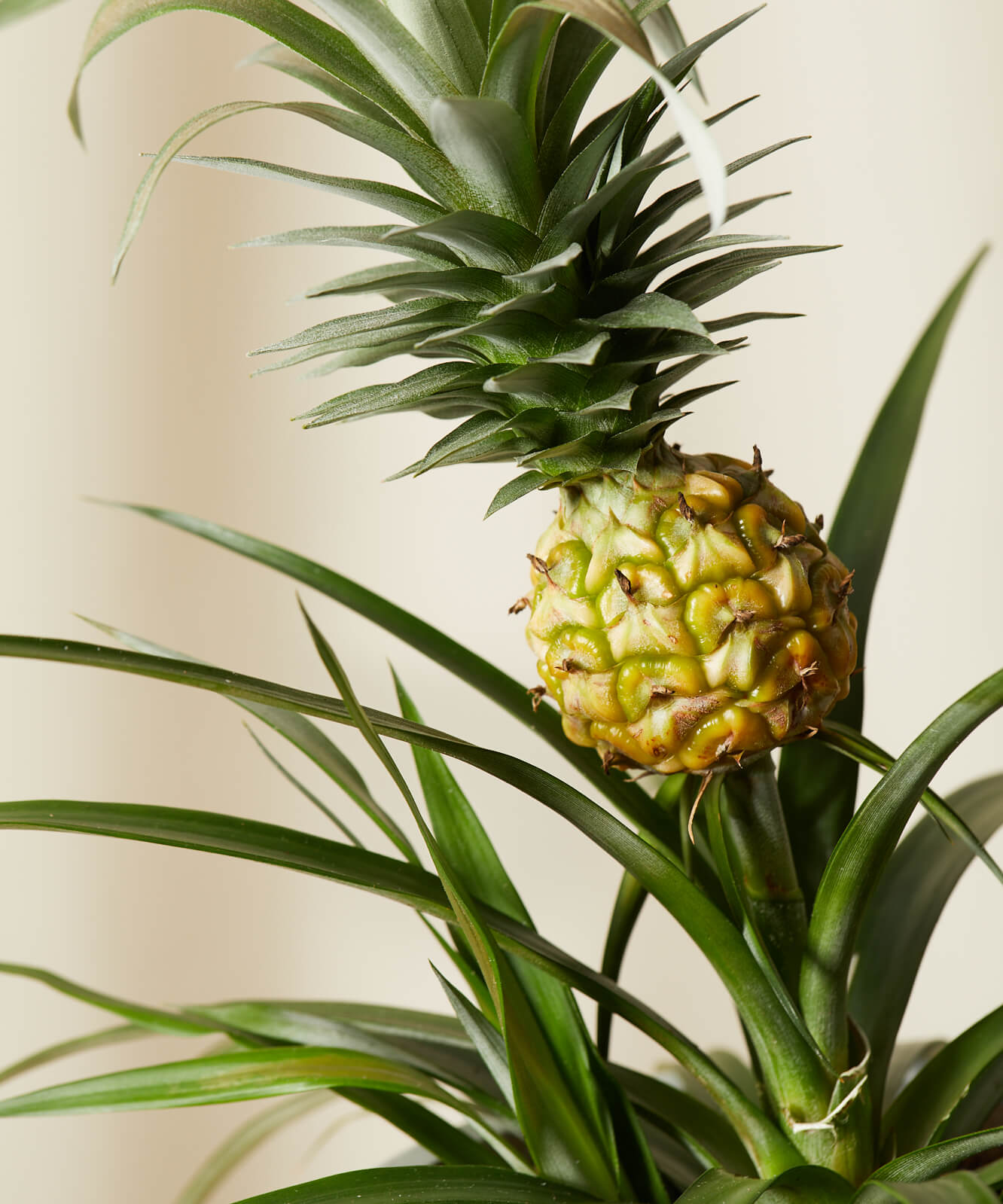 Buy Bloomscape Potted Bromeliad Pineapple