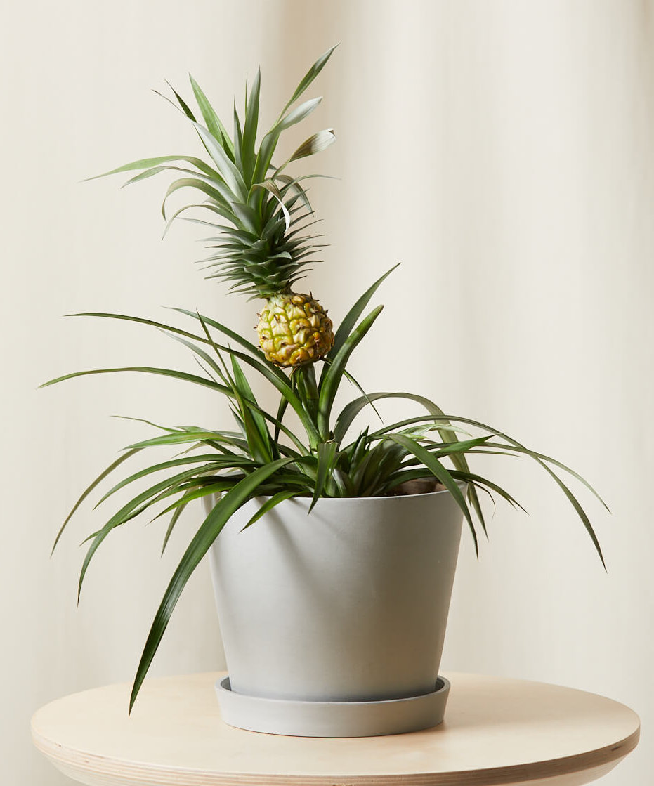 bloomscape_bromeliad-pineapple_stone