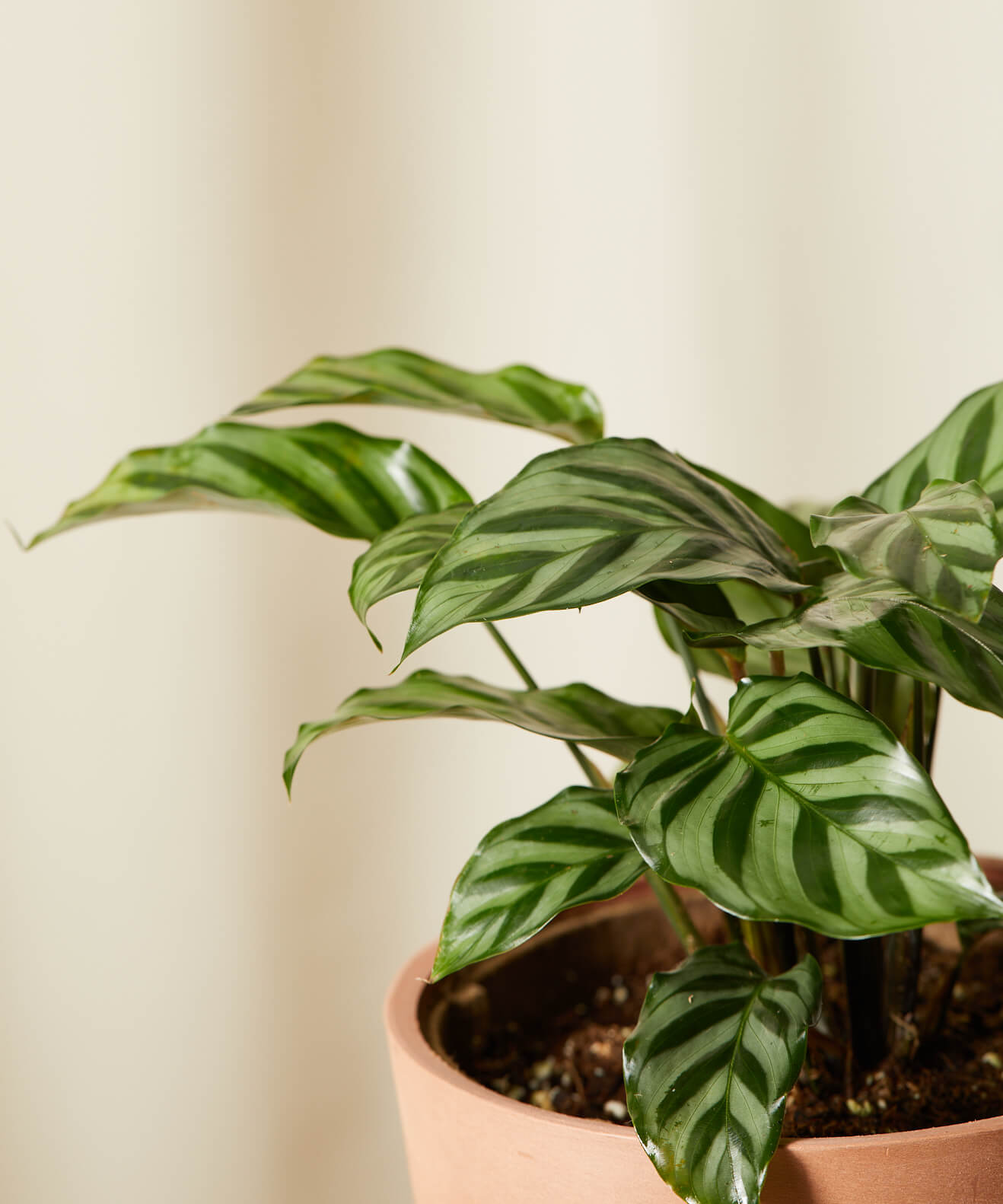 Buy Bloomscape Potted Calathea Freddie