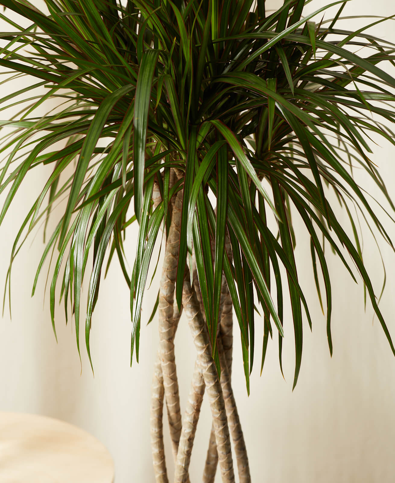 Buy Bloomscape Potted Dracaena Marginata Open Weave