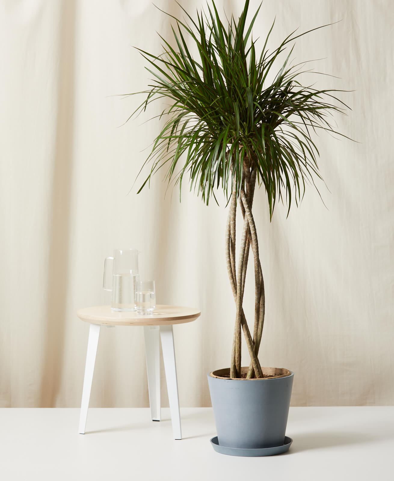 Bloomscape Extra-Large Dracaena Marginata Open Weave potted in Slate Ecopot.