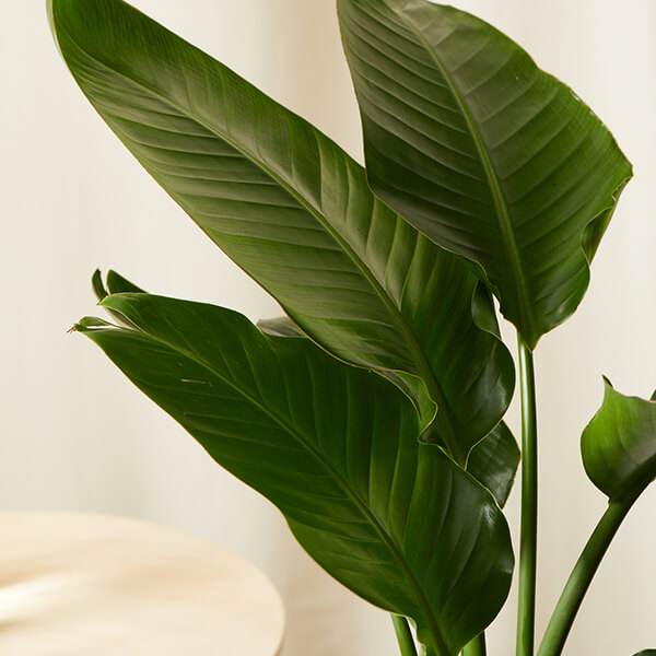 bloomscape_large_bird-of-paradise_detail_600x600