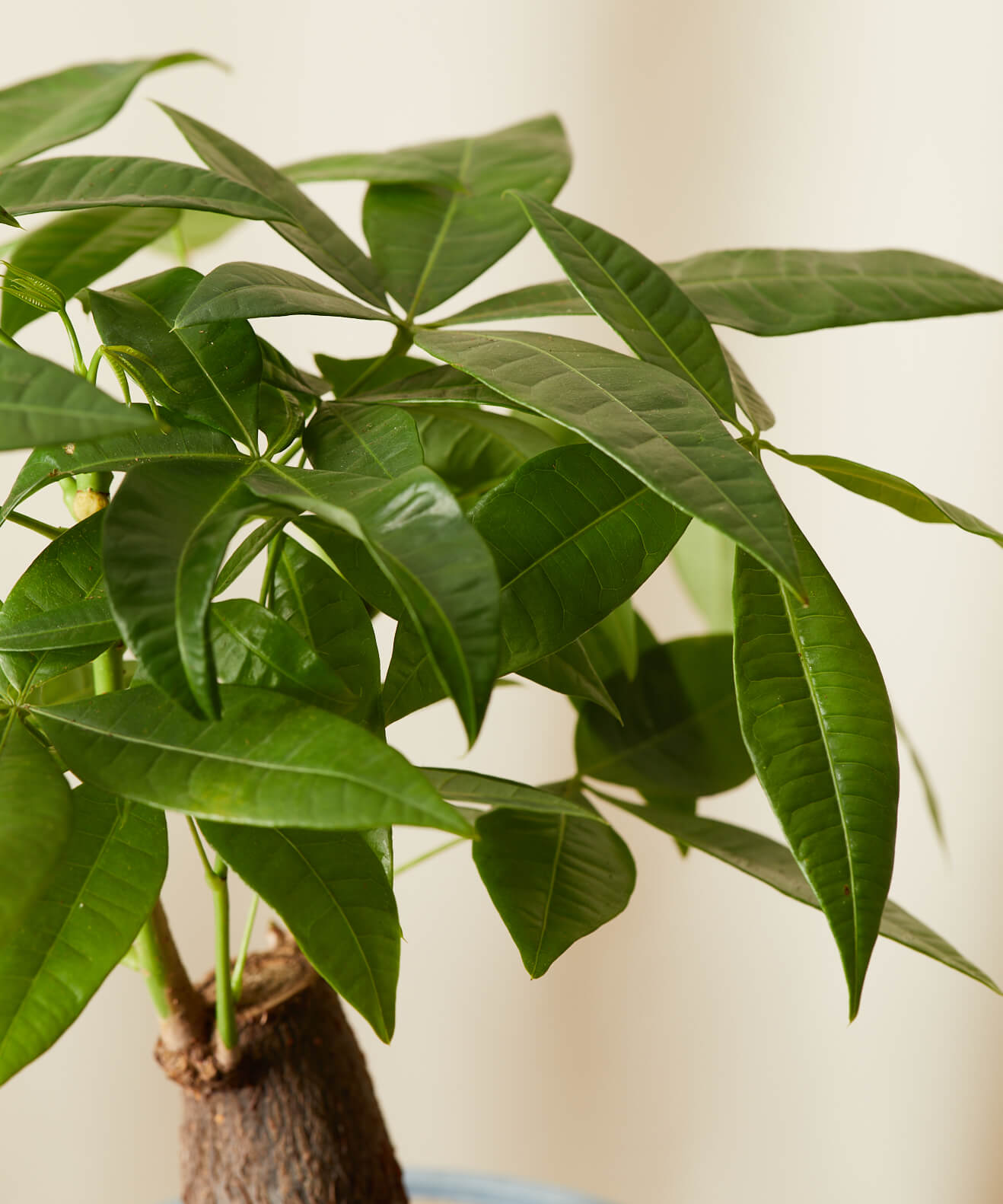 Detail view of Mini Money Tree leaves