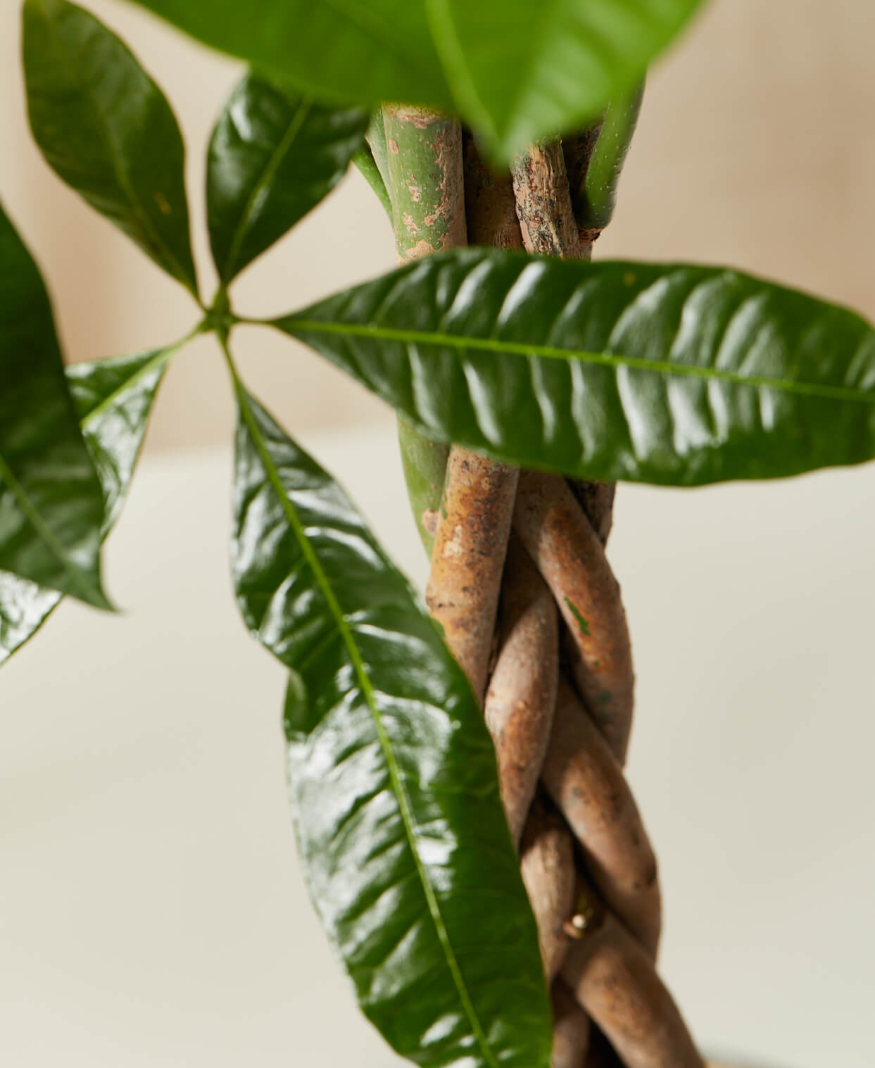 Buy Bloomscape Potted Money Tree Buy Bloomscape Potted Money Tree