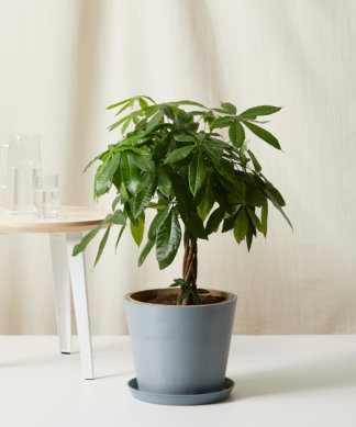 Buy Bloomscape Potted Money Tree