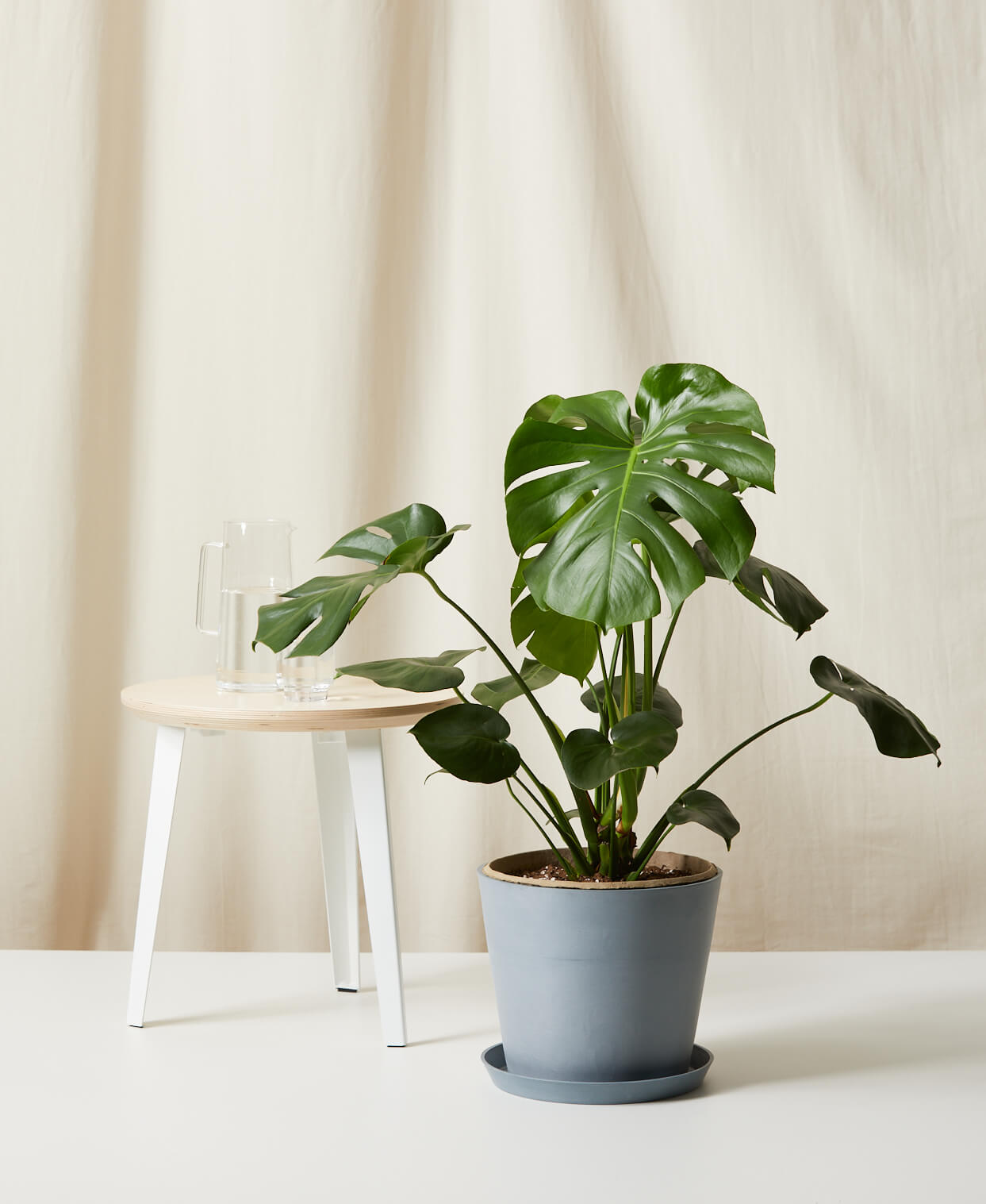 Buy Bloomscape Potted Monstera Buy Bloomscape Potted Monstera