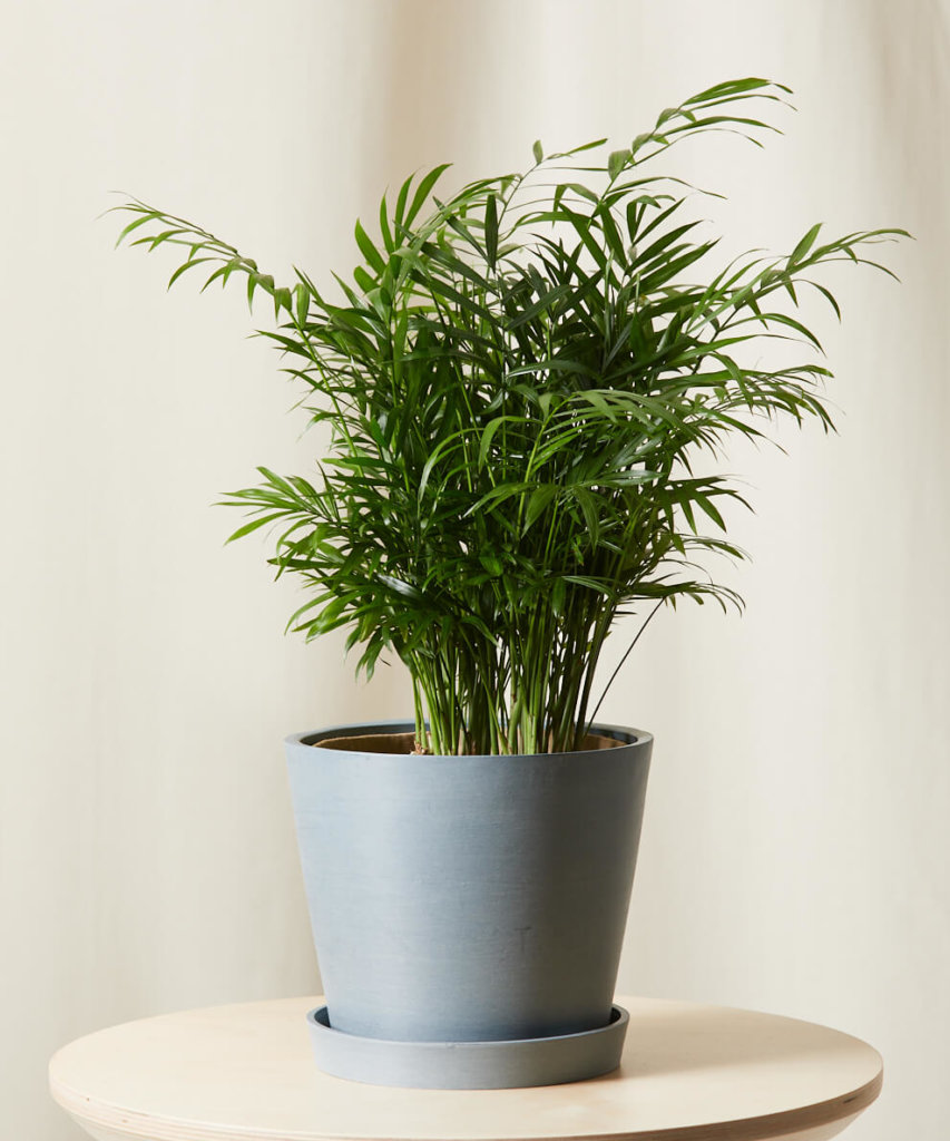 Parlor Palm with feathery green fronds