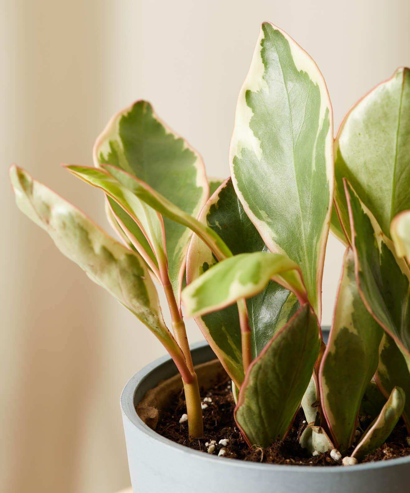 Buy Bloomscape Potted Peperomia Ginny