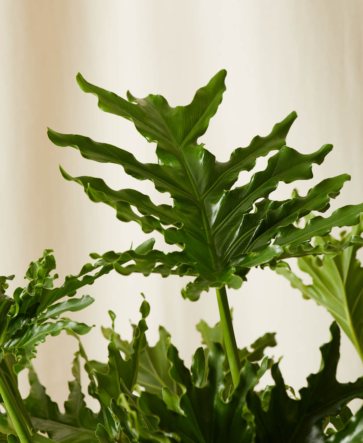 Buy Bloomscape Potted Philodendron Hope Selloum